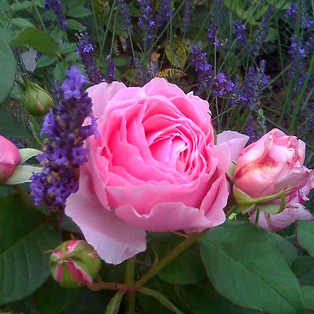 Mary Rose Lavendel